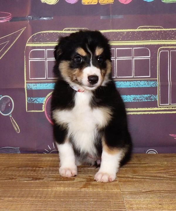Mini Aussie-DOG-Female-Black-1794-Petland Woodlands, TX