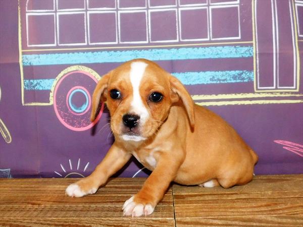 French Bulldog/Beagle-DOG-Female-Fawn-1797-Petland Woodlands, TX