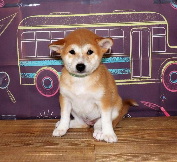 Shiba Inu-DOG-Female-Red / White-1798-Petland Woodlands, TX