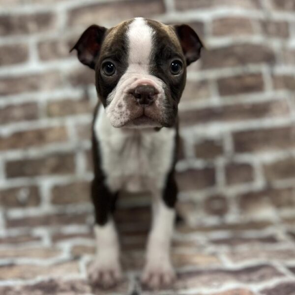 Boston Terrier-DOG-Male-Sable & White-217-Petland Woodlands, TX