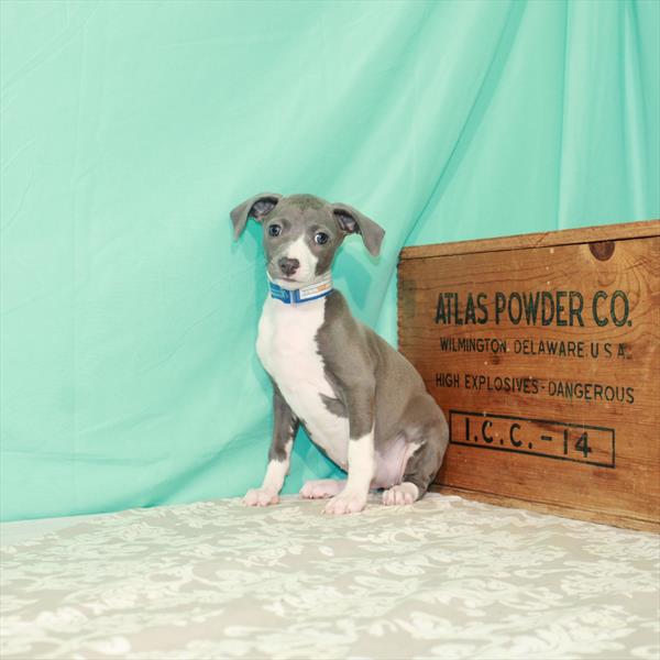 Italian Greyhound-DOG-Female-Blue-1849-Petland Woodlands, TX