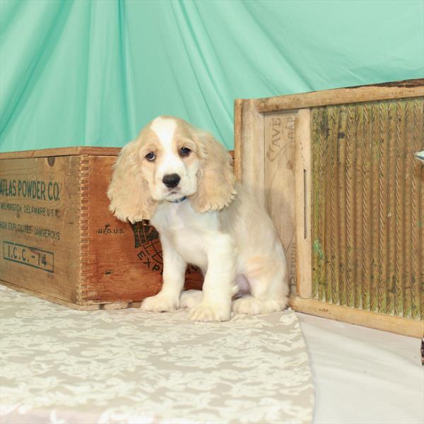 Cocker Spaniel-DOG-Male-White / Buff-1850-Petland Woodlands, TX