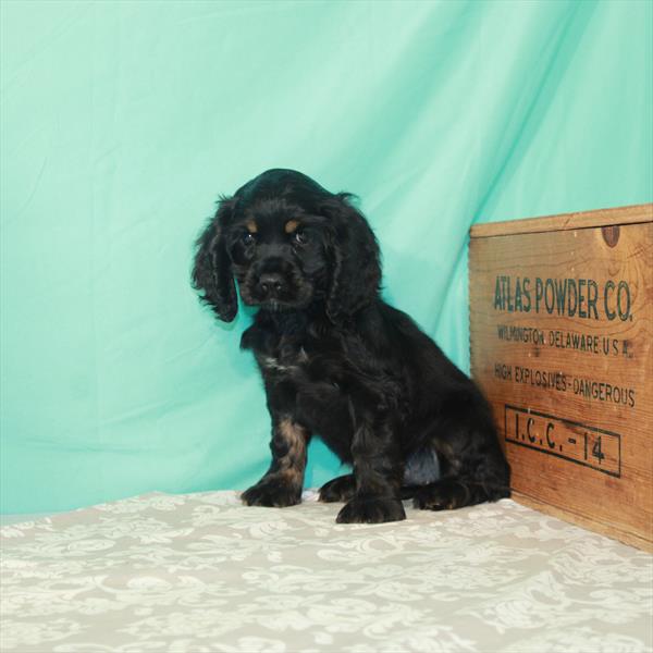 Cocker Spaniel-DOG-Female-Black / Tan-1851-Petland Woodlands, TX