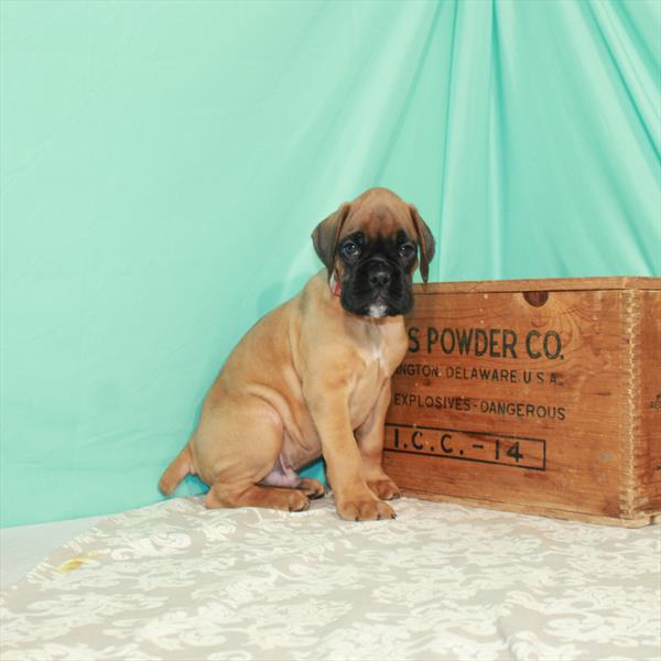 Boxer-DOG-Male-Fawn-1852-Petland Woodlands, TX