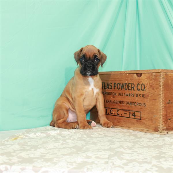 Boxer-DOG-Female-Fawn-1853-Petland Woodlands, TX