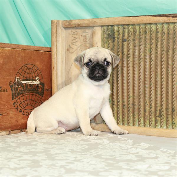 Pug-DOG-Male-Fawn-1854-Petland Woodlands, TX