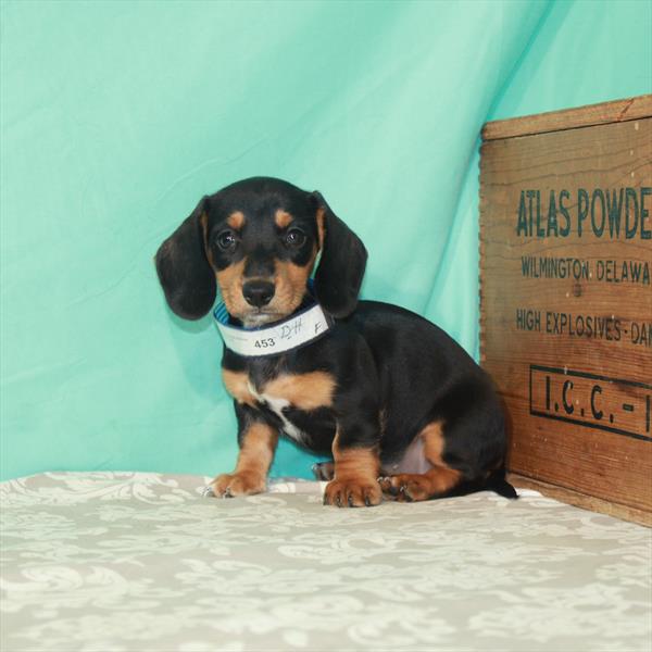 Dachshund-DOG-Female-Black / Tan-1855-Petland Woodlands, TX
