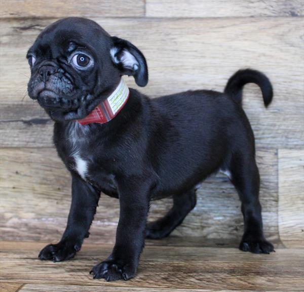 Pug-DOG-Male-Black-1857-Petland Woodlands, TX