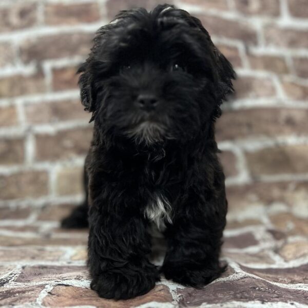 Havanese/Poodle-DOG-Male-Black Brindle-216-Petland Woodlands, TX