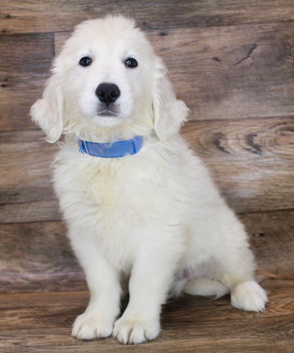 Golden Retriever-DOG-Male-Light Golden-1859-Petland Woodlands, TX