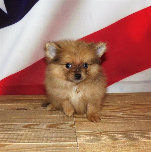 Pomeranian-DOG-Male-Sable-1861-Petland Woodlands, TX