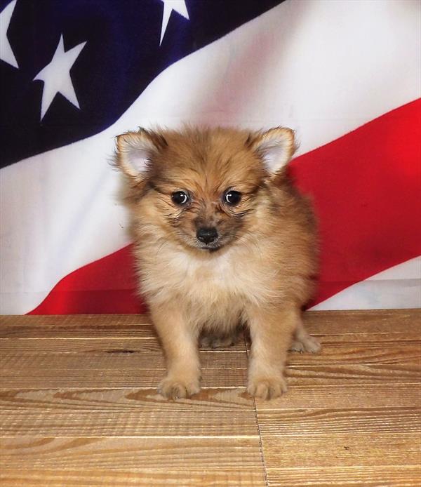Pomeranian-DOG-Female-Orange Sable-1862-Petland Woodlands, TX