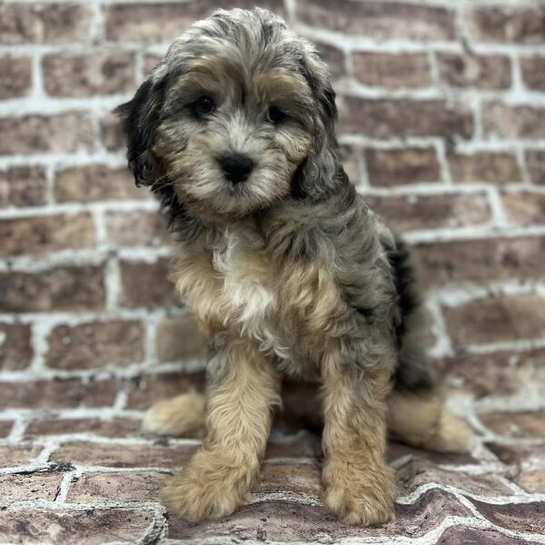 Cavapoo-DOG-Female-Blue Merle-214-Petland Woodlands, TX