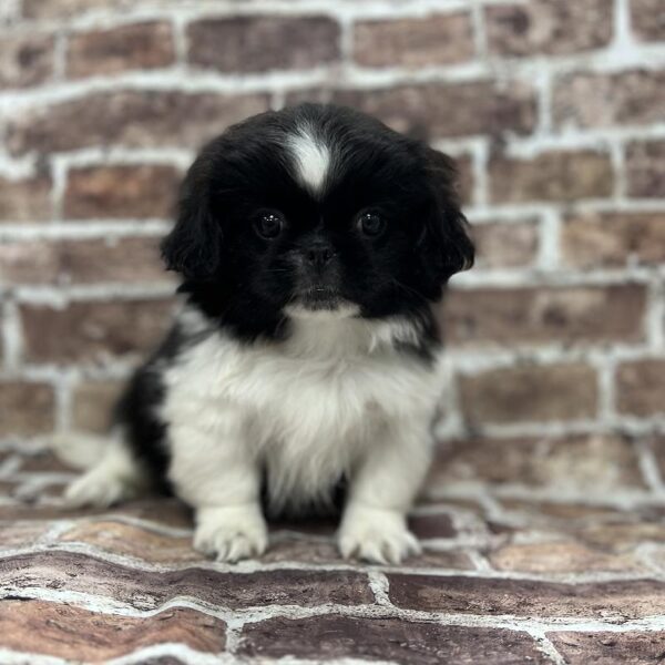 Pekingese-DOG-Male-Black & White-230-Petland Woodlands, TX