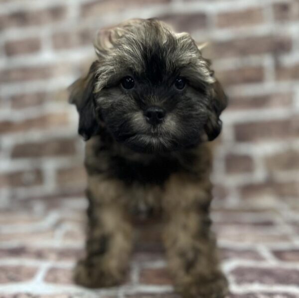 Lhasa-Poo-DOG-Female-Brown-225-Petland Woodlands, TX