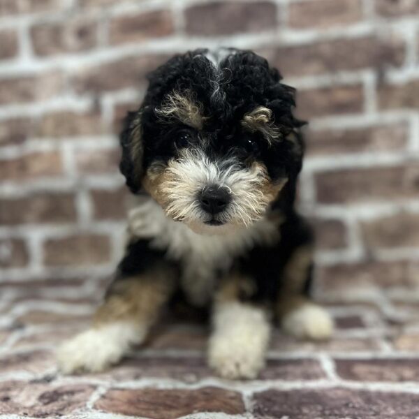 Bernedoodle-DOG-Female-Tricolor-224-Petland Woodlands, TX