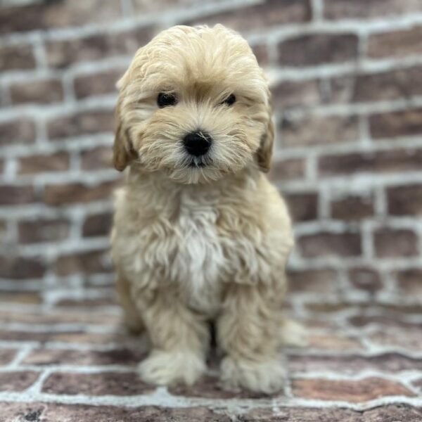 Maltipoo-DOG-Male-Tan & White-235-Petland Woodlands, TX