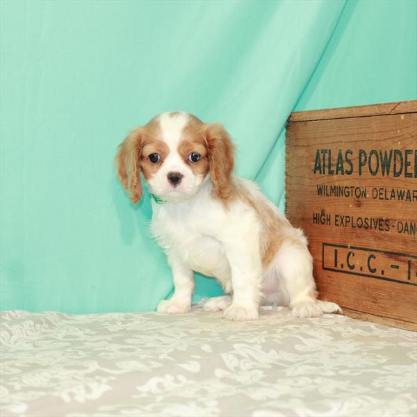 Cavalier King Charles Spaniel-DOG-Male-Blenheim / White-1894-Petland Woodlands, TX