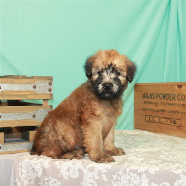 Soft Coated Wheaten Terrier-DOG-Male-Wheaten-1896-Petland Woodlands, TX