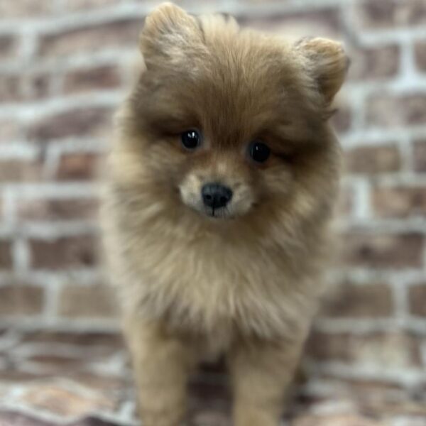 Pomeranian-DOG-Male-Tan-226-Petland Woodlands, TX