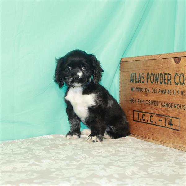 Cocker Spaniel-DOG-Female-Black-1915-Petland Woodlands, TX