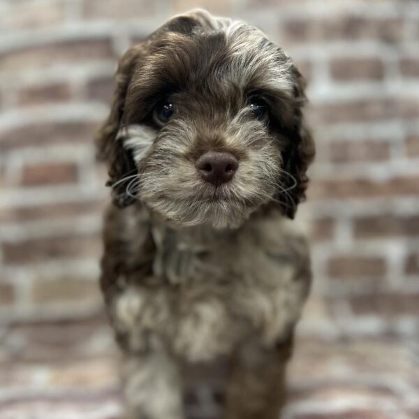Cockapoo-DOG-Male-Chocolate Merle-221-Petland Woodlands, TX