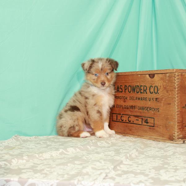 Miniature Australian Shepherd-DOG-Male-Red Merle-1916-Petland Woodlands, TX