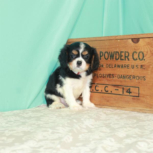 Cavalier King Charles Spaniel-DOG-Male-White Black / Tan-1917-Petland Woodlands, TX