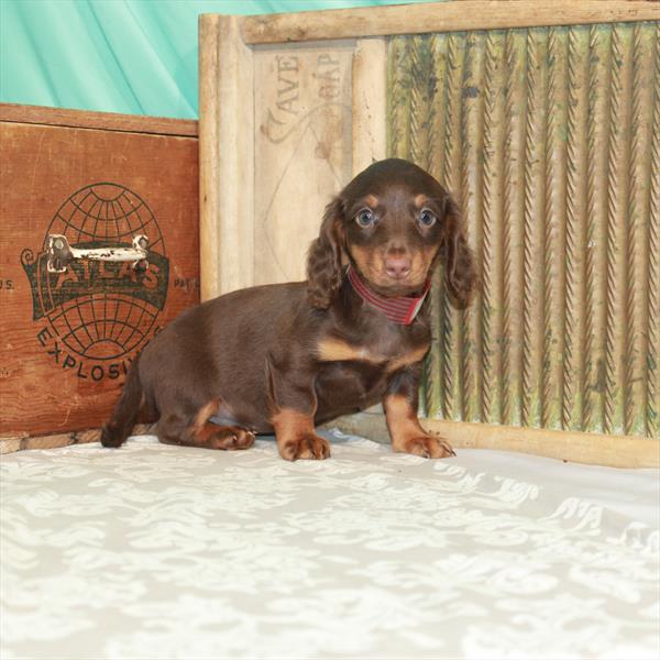 Dachshund-DOG-Female-Chocolate / Tan-1918-Petland Woodlands, TX