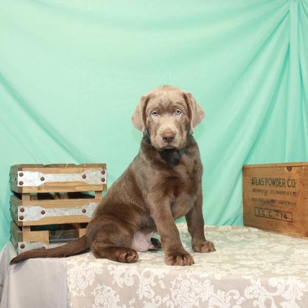 Labrador Retriever-DOG-Male-Silver-1919-Petland Woodlands, TX