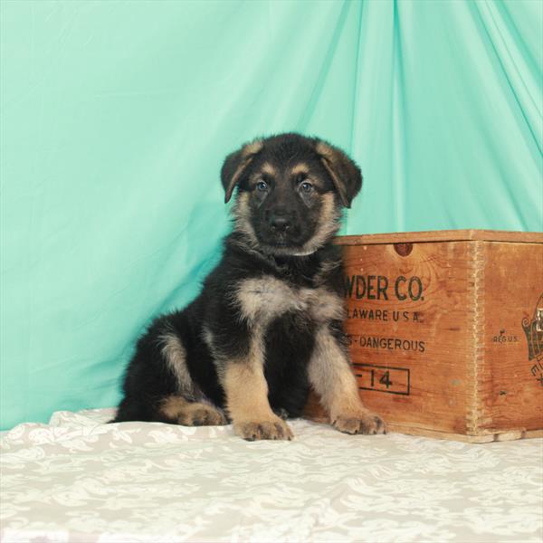 German Shepherd-DOG-Male-Black / Tan-1920-Petland Woodlands, TX