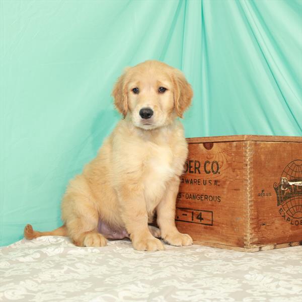 Golden Retriever-DOG-Male-Golden-1921-Petland Woodlands, TX