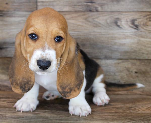 Basset Hound-DOG-Male-Black Tan / White-1922-Petland Woodlands, TX