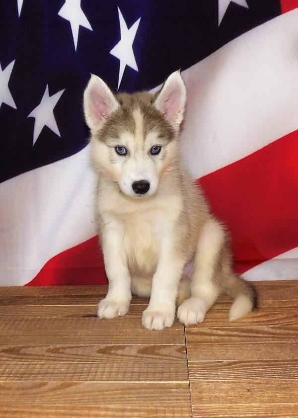 Pomsky 2nd Gen-DOG-Male-Gray / White-1923-Petland Woodlands, TX