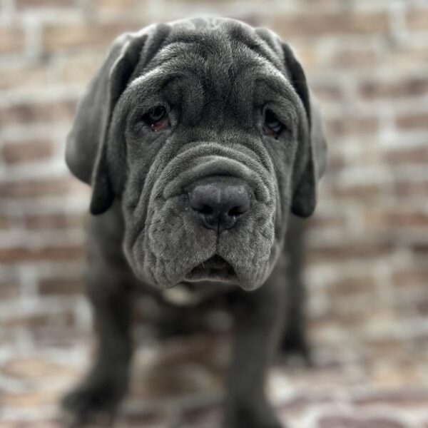 Neapolitan Mastiff-DOG-Female-Blue-227-Petland Woodlands, TX