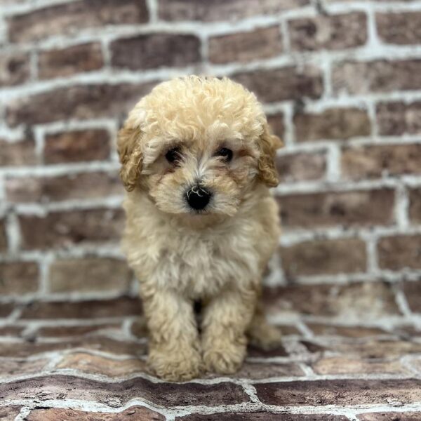 Poodle-DOG-Female-Poodle-229-Petland Woodlands, TX