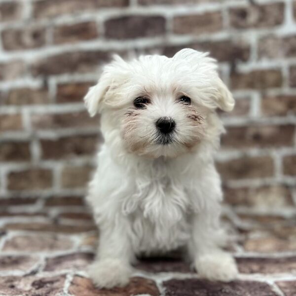 Maltese-DOG-Female-White-220-Petland Woodlands, TX