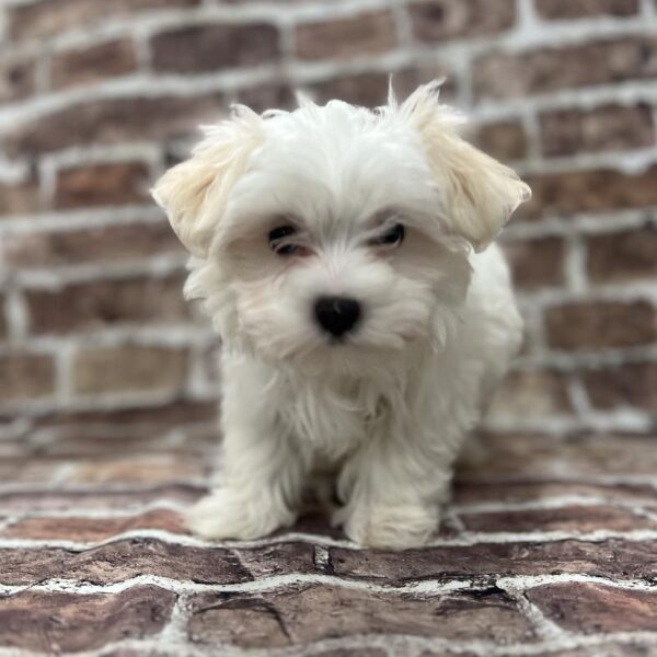 Maltese-DOG-Female-White-232-Petland Woodlands, TX