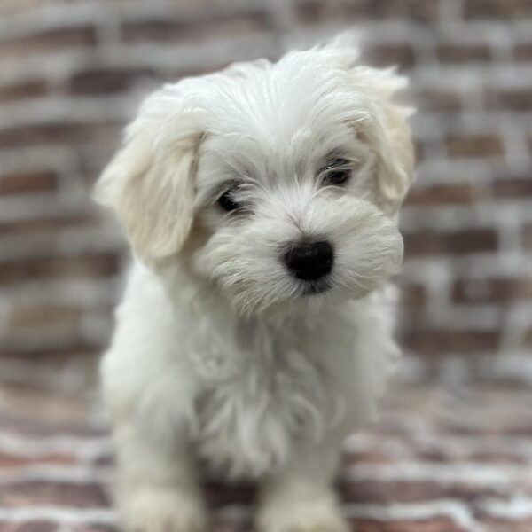 Maltese-DOG-Male-White-218-Petland Woodlands, TX