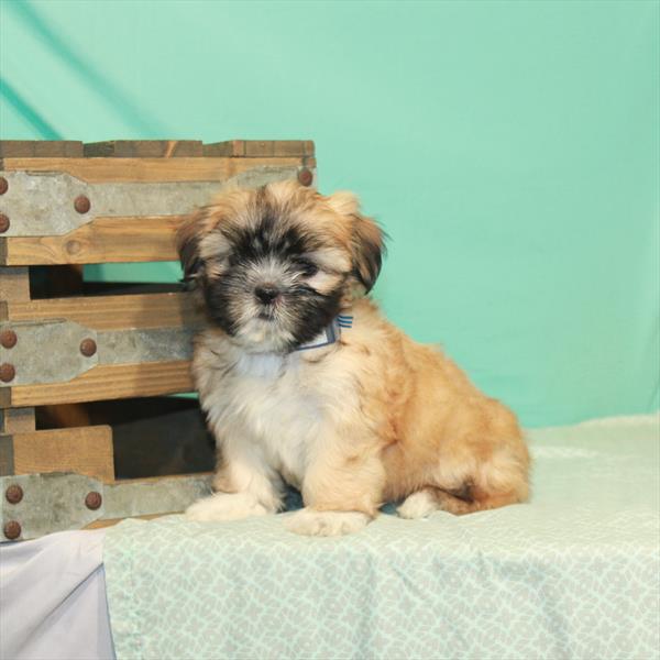 Shih Tzu-DOG-Female-Gold-1955-Petland Woodlands, TX