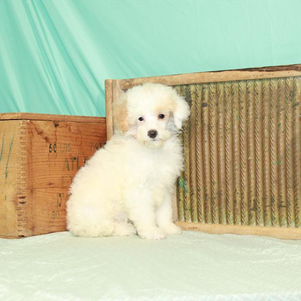 Poodle-DOG-Male-White / Apricot-1956-Petland Woodlands, TX