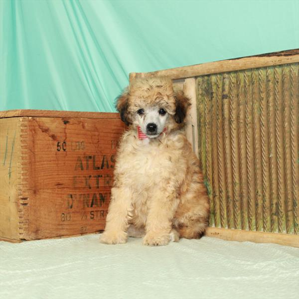 Poodle-DOG-Female-Red-1957-Petland Woodlands, TX