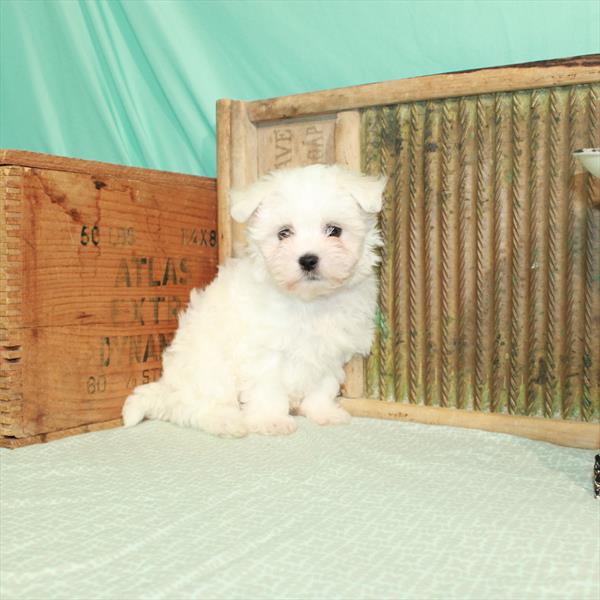 Maltese-DOG-Male-White-1958-Petland Woodlands, TX