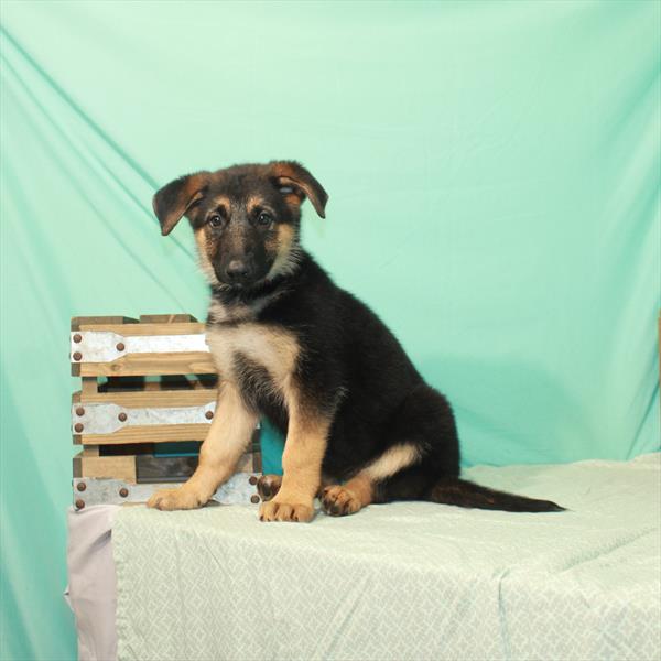 German Shepherd-DOG-Female-Black / Tan-1959-Petland Woodlands, TX