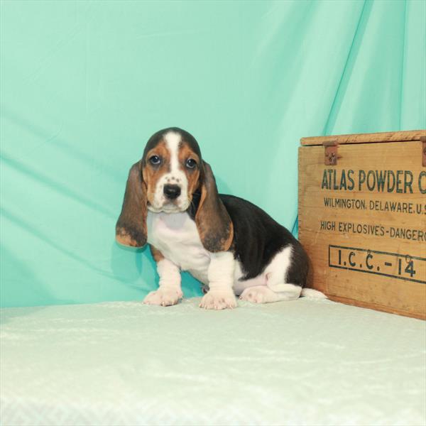 Basset Hound-DOG-Female-Black Tan / White-1960-Petland Woodlands, TX