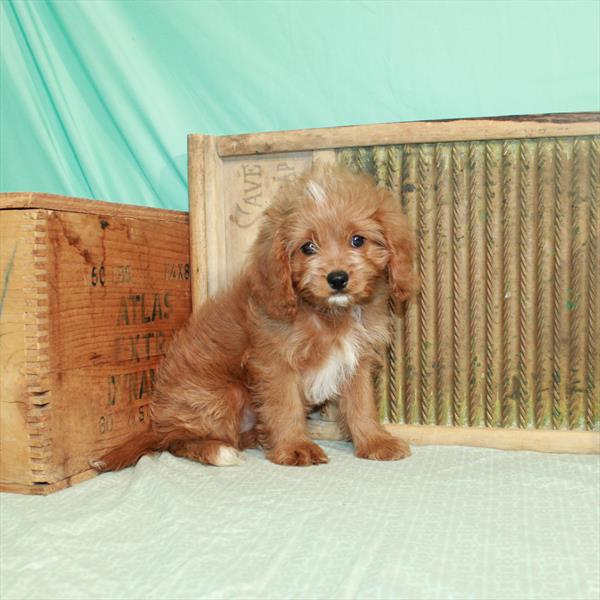 Cavapoo-DOG-Female-Ruby-1961-Petland Woodlands, TX