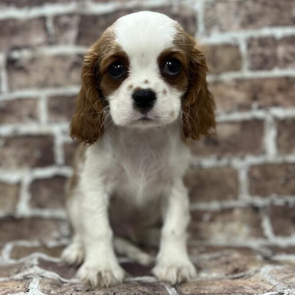 Cavalier King Charles Spaniel-DOG-Male-Blenheim-228-Petland Woodlands, TX