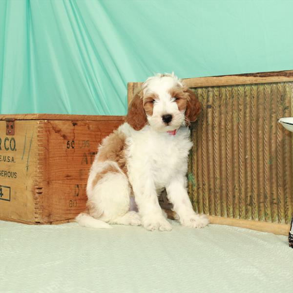 Goldendoodle Mini 2nd Gen-DOG-Male-White / Red-1991-Petland Woodlands, TX