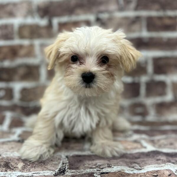 Morkie-DOG-Male-Apricot-237-Petland Woodlands, TX