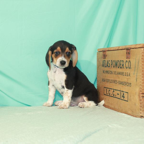 Beagle-DOG-Male-Black / Tan-1993-Petland Woodlands, TX